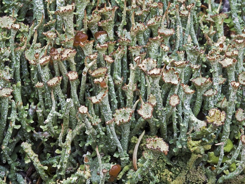 Cladonia gracilis ssp. turbinata