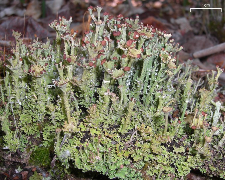 Cladonia gracilis ssp. turbinata