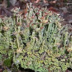 Cladonia gracilis ssp. turbinata