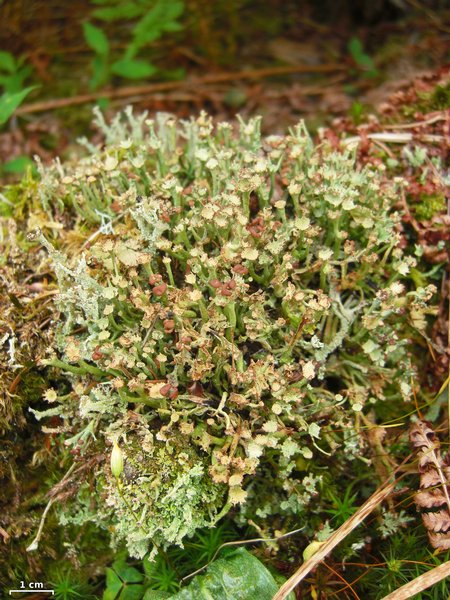 Cladonia gracilis ssp. turbinata