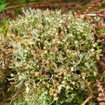 Cladonia gracilis ssp. turbinata