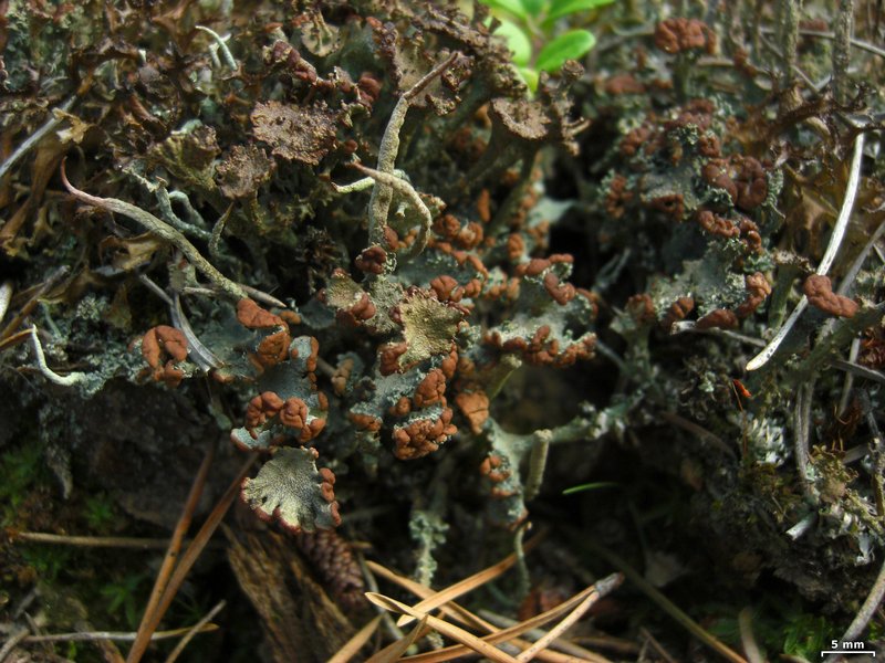 Cladonia gracilis ssp. turbinata