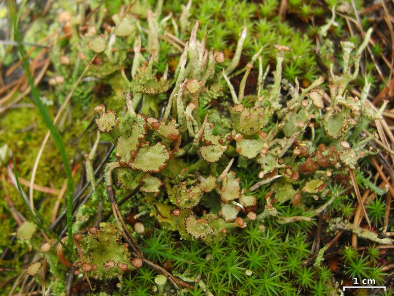 Cladonia gracilis ssp. turbinata