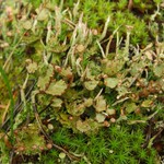 Cladonia gracilis ssp. turbinata