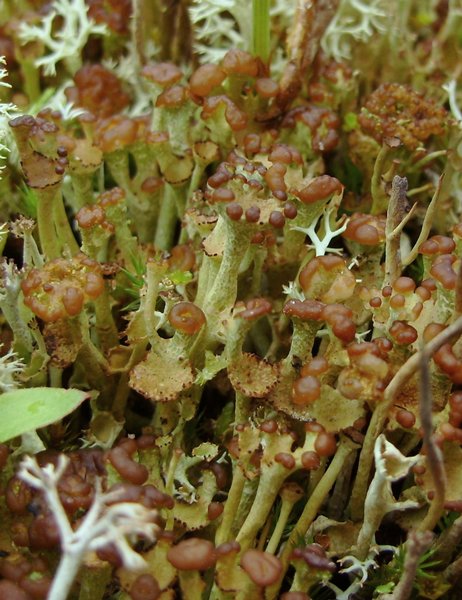 Cladonia gracilis ssp. turbinata