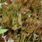 Cladonia gracilis ssp. turbinata