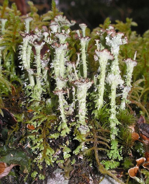 Cladonia gracilis ssp. turbinata