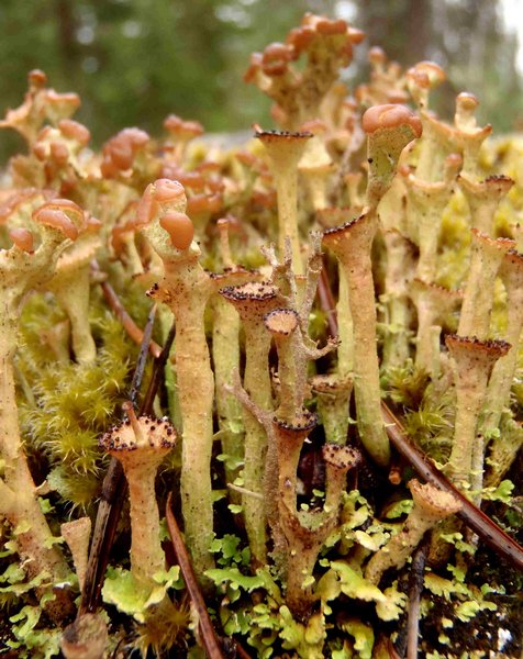 Cladonia gracilis ssp. turbinata