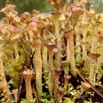 Cladonia gracilis ssp. turbinata