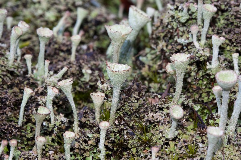 Cladonia grayi
