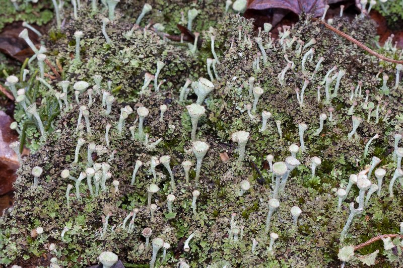 Cladonia grayi