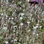 Cladonia grayi