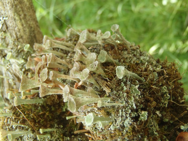 Cladonia grayi