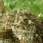 Cladonia grayi