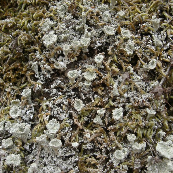 Cladonia hammeri