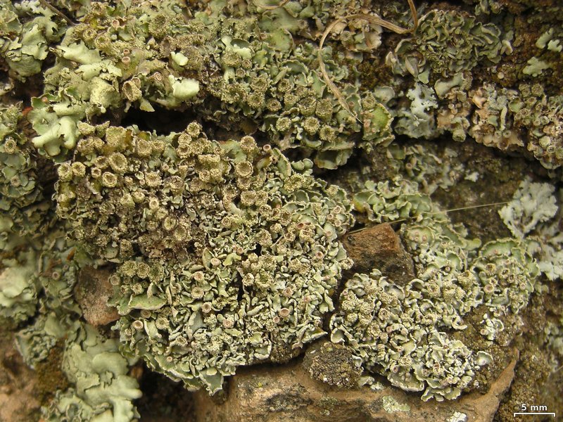 Cladonia hammeri