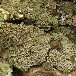 Cladonia hammeri