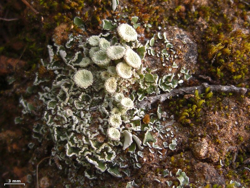Cladonia hammeri