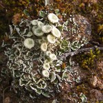 Cladonia hammeri