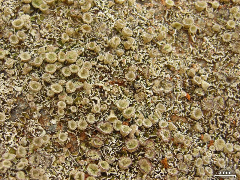 Cladonia hammeri
