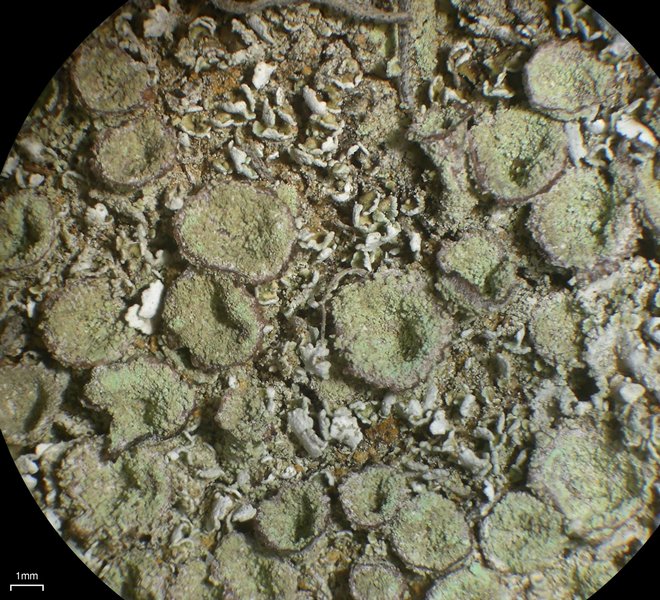 Cladonia hammeri
