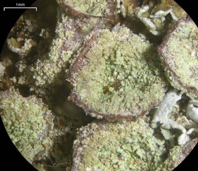 Cladonia hammeri
