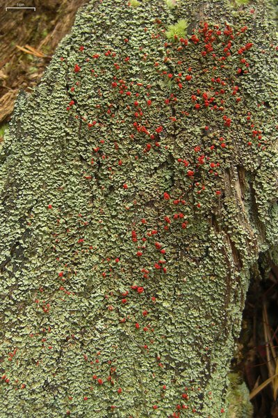 Cladonia incrassata