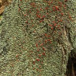 Cladonia incrassata