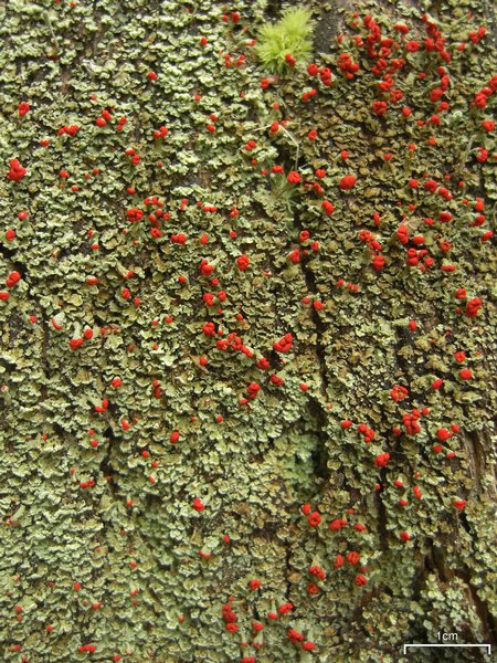 Cladonia incrassata