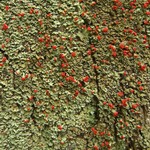 Cladonia incrassata