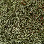 Cladonia incrassata