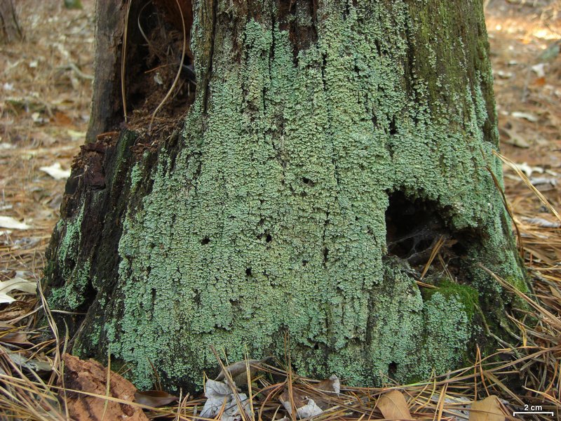 Cladonia incrassata