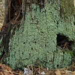 Cladonia incrassata