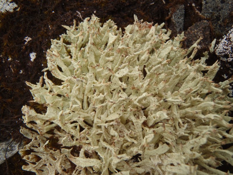 Cladonia kanewskii