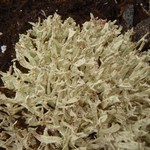 Cladonia kanewskii