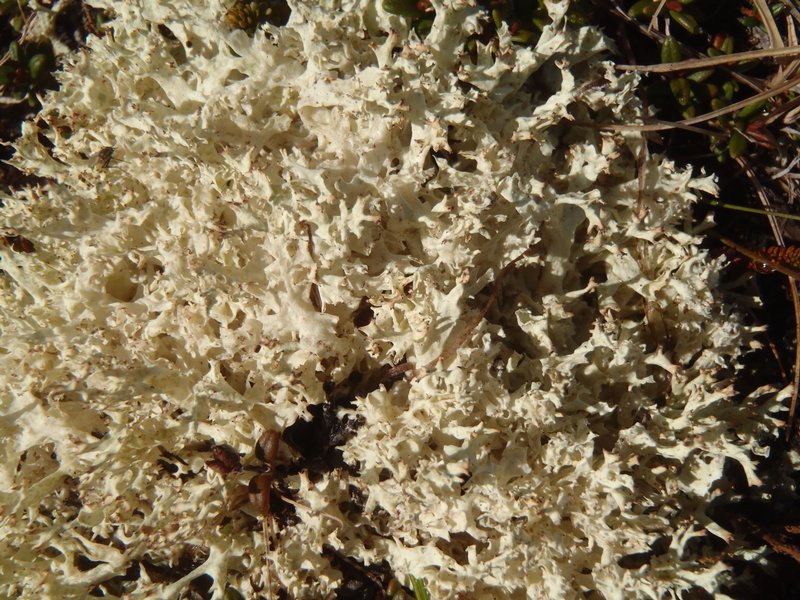 Cladonia kanewskii