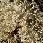 Cladonia kanewskii