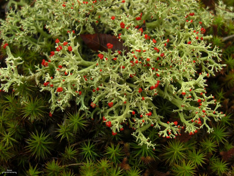 Cladonia leporina