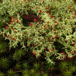 Cladonia leporina