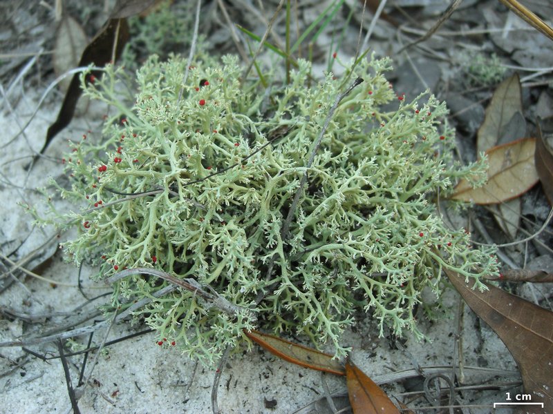 Cladonia leporina