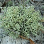 Cladonia leporina