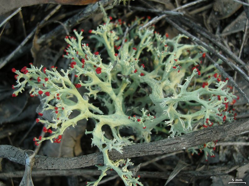 Cladonia leporina