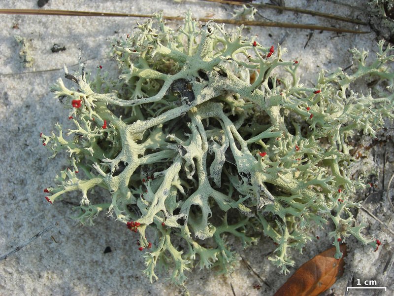 Cladonia leporina