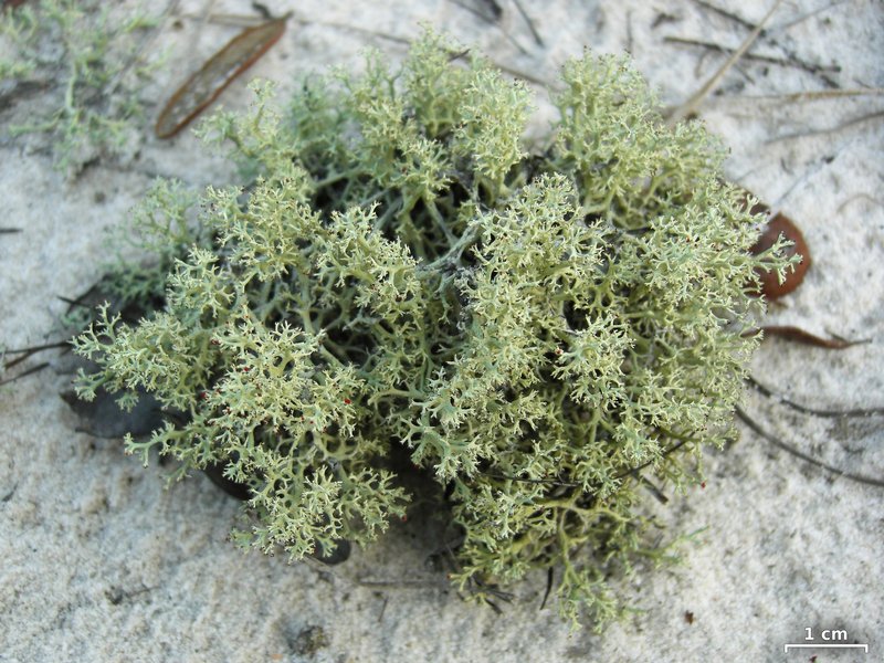 Cladonia leporina