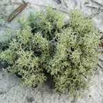 Cladonia leporina