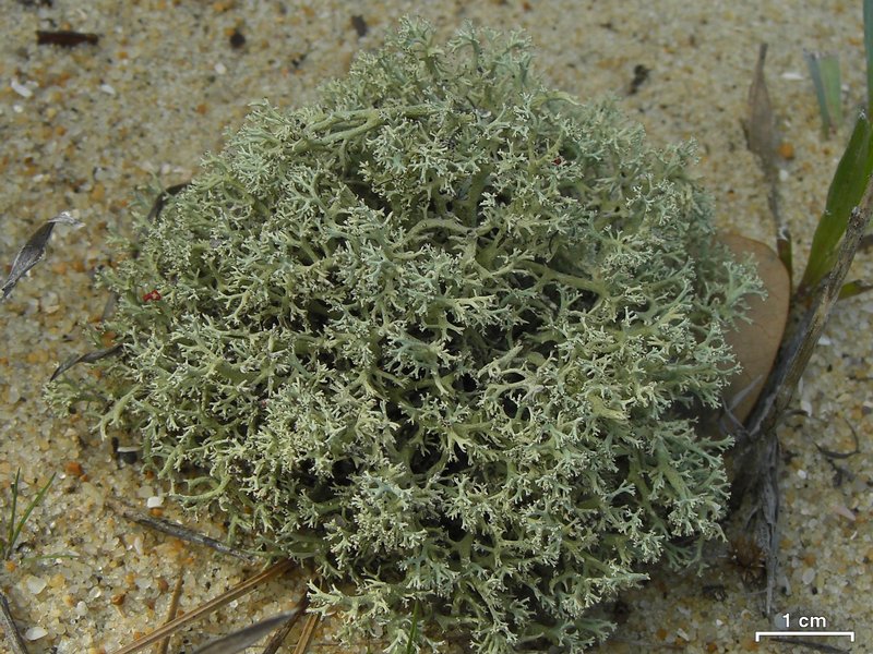 Cladonia leporina