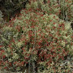 Cladonia leporina