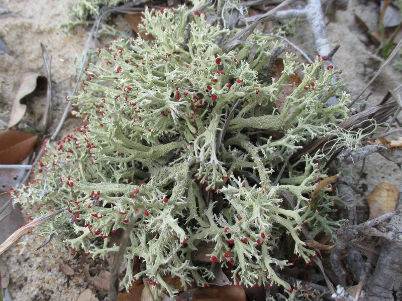 Cladonia leporina