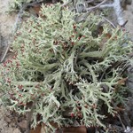 Cladonia leporina