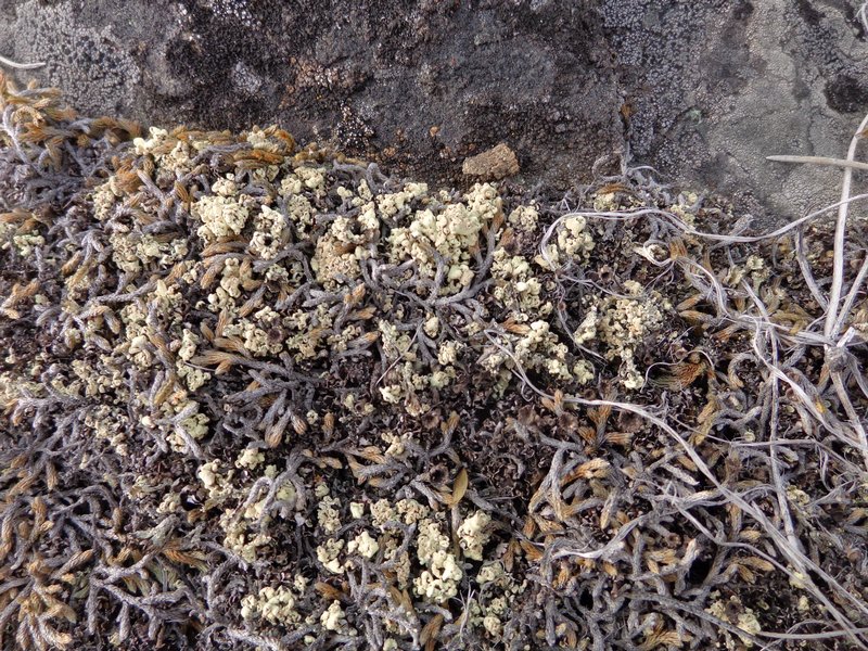 Cladonia luteoalba